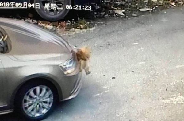 撞鸡赔6000怎么回事?什么鸡这么贵?发生了什么?