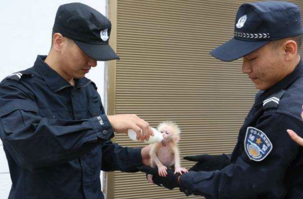 北豚尾猴获救 路人救下猴子竟是一级保护动物