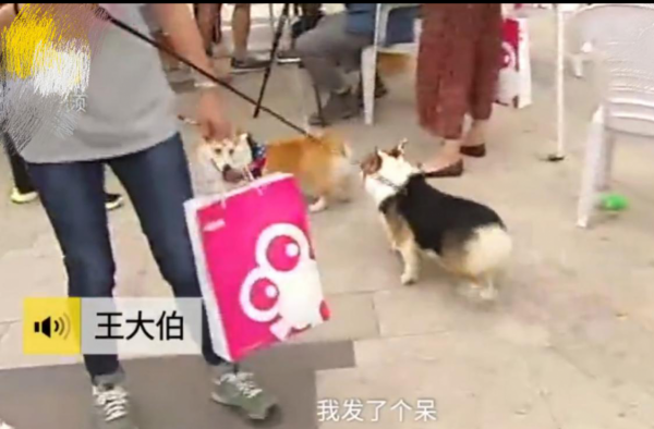 大爷带中华田园犬办证被拒 中华田园犬属于禁养犬只？