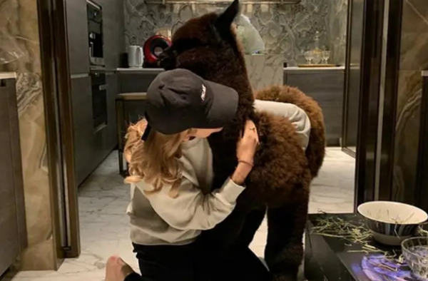 王思聪买羊驼送美女 有钱人太会玩 四万换美女一笑土豪