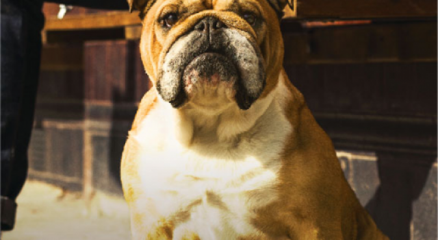 英国国民品牌Bulldog闪耀美博会，给男士最天然纯净的关爱