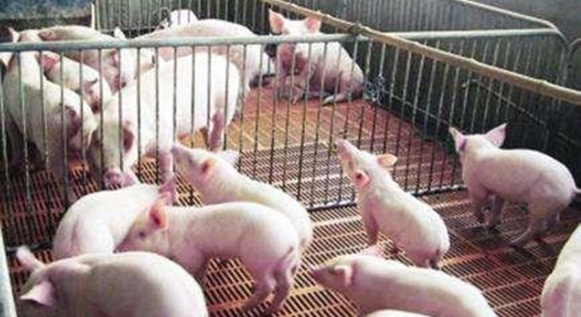 2万月薪招聘名校学生养猪 网友：报名养猪的排队