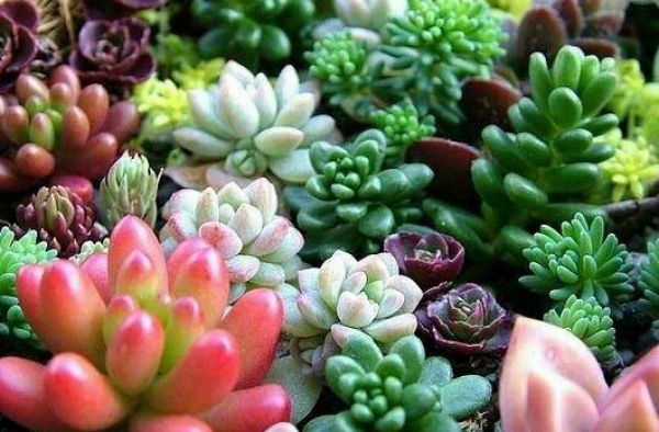 多肉植物为什么生长缓慢，这些原因你知道么