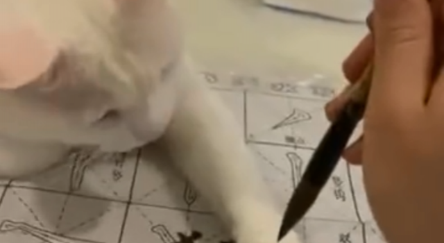 练字写吃猫肉被猫咪出爪反抗 网友：给它洗爪子太难了