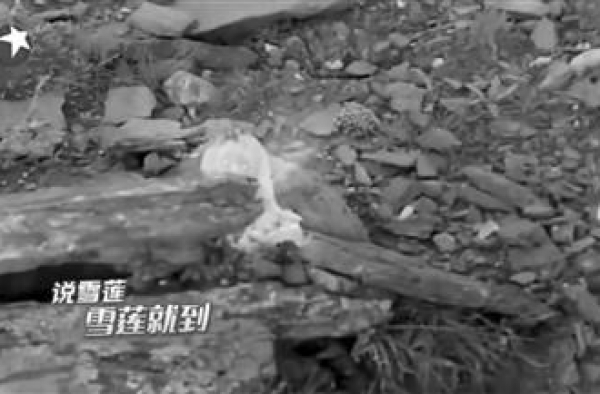 嘉宾被指采摘“水母雪兔子”《极限挑战》节目组发致歉声明