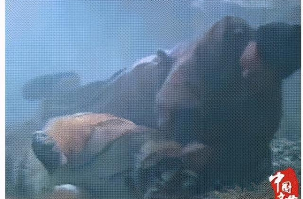 武松打的是真虎，猪八戒扛得是真蟒蛇，很多没见到的珍贵画面