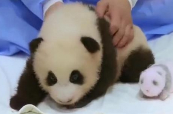 韩国女星伤害大熊猫？徒手触摸不戴手套，化浓妆抱幼崽被批评