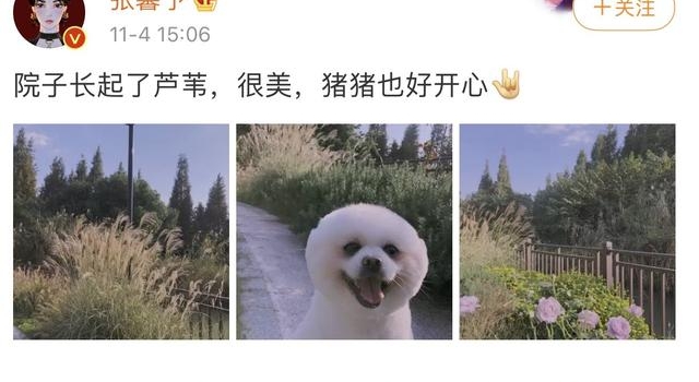 张馨予结婚之后越来越接地气，好的婚姻对女人多重要